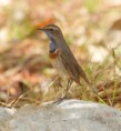 /album/some-overseas-trips/white-spotted-bluethroat-kibbutz-lotan-2006-jpg/